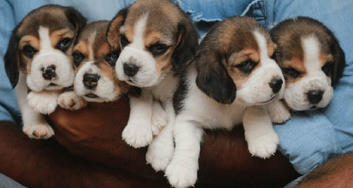 Beagle dog breeds